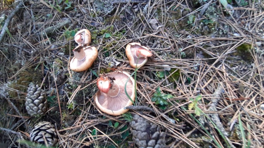 YAĞMURUN ARDINDAN KANLICA MANTARI BEREKETİ