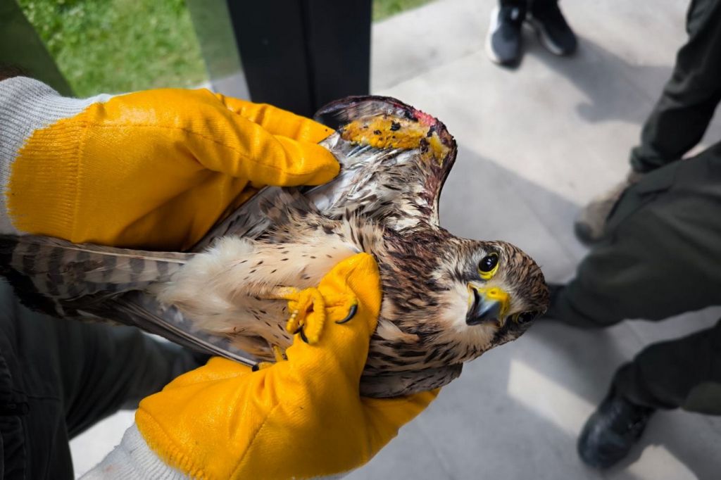 YARALI  KERKENEZE  İLK YARDIM ORMANCILARDAN