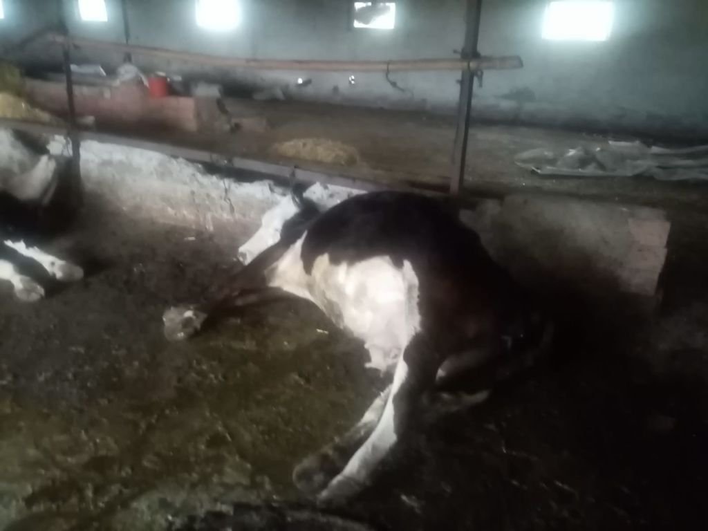 YILDIRIM DÜŞEN AHIRDA 7 İNEK TELEF OLDU