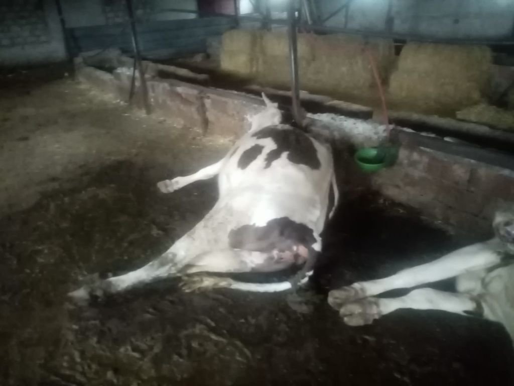 YILDIRIM DÜŞEN AHIRDA 7 İNEK TELEF OLDU