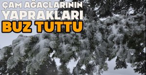 ÇAM AĞAÇLARININ YAPRAKLARI BUZ TUTTU