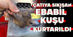 ÇATIYA SIKIŞAN EBABİL KUŞU KURTARILDI