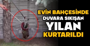 EVİN BAHÇESİNDE DUVARA SIKIŞAN YILAN KURTARILDI