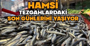 HAMSİ TEZGAHLARDAKİ SON GÜNLERİNİ YAŞIYOR
