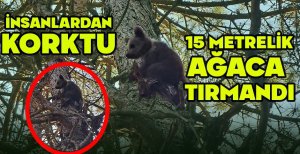 İNSANLARDAN KORKAN YAVRU AYI 15 METRELİK AĞACA TIRMANDI