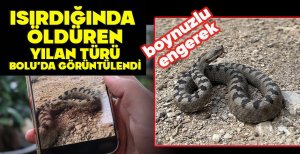 ISIRDIĞINDA ÖLDÜREN YILAN TÜRÜ BOLU’DA GÖRÜNTÜLENDİ