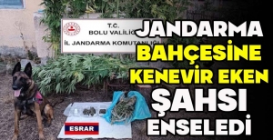 JANDARMA, BAHÇESİNE KENEVİR EKEN ŞAHSI ENSELEDİ