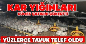 KAR YIĞINLARI  KÜMES ÇATISINI ÇÖKERTTİ: YÜZLERCE TAVUK TELEF OLDU