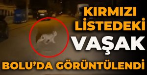 KIRMIZI LİSTEDEKİ VAŞAK BOLU'DA GÖRÜNTÜLENDİ