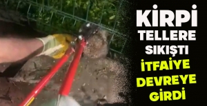KİRPİ TELLERE SIKIŞTI, İTFAİYE DEVREYE GİRDİ
