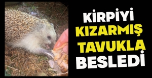 KİRPİYİ KIZARMIŞ  TAVUKLA BESLEDİ