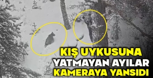 KIŞ UYKUSUNA YATMAYAN AYILAR KAMERAYA YANSIDI