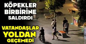 KÖPEKLER BİRBİRİNE SALDIRDI... VATANDAŞLAR YOLDAN GEÇEMEDİ