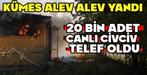 KÜMES ALEV ALEV YANDI... 20 BİN ADET CANLI CİVCİV TELEF OLDU