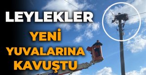 LEYLEKLER YENİ YUVALARINA KAVUŞTU