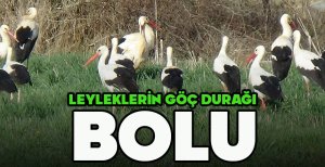 LEYLEKLERİN GÖÇ DURAĞI BOLU