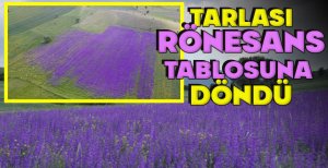 MACAR FİĞİ EKTİ... TARLASI RÖNESANS TABLOSUNA  DÖNDÜ