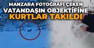 MANZARA FOTOĞRAFI ÇEKEN VATANDAŞIN OBJEKTİFİNE KURTLAR TAKILDI