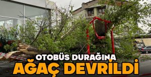 OTOBÜS DURAĞINA AĞAÇ DEVRİLDİ...DURAKTA KİMSENİN OLMAMASI FACİAYI ÖNLEDİ