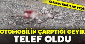 OTOMOBİLİN ÇARPTIĞI GEYİK TELEF OLDU: YARISINI KURTLAR YEDİ