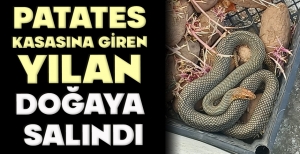 PATATES KASASINA GİREN YILAN DOĞAYA  SALINDI