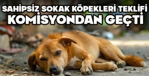 SAHİPSİZ SOKAK KÖPEKLERİ TEKLİFİ KOMİSYONDAN GEÇTİ