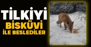 TİLKİYİ BİSKÜVİ İLE BESLEDİLER