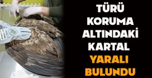 TÜRÜ KORUMA ALTINDAKİ KARTAL YARALI BULUNDU