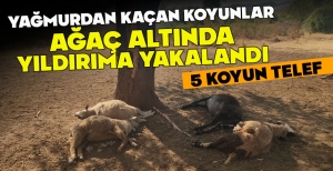 YAĞMURDAN KAÇAN  KOYUNLAR AĞAÇ ALTINDA YILDIRIMA YAKALANDI... 5 KOYUN TELEF OLDU