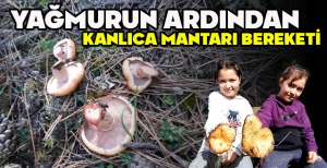 YAĞMURUN ARDINDAN KANLICA MANTARI BEREKETİ