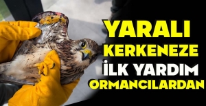 YARALI  KERKENEZE  İLK YARDIM ORMANCILARDAN