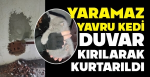 YARAMAZ YAVRU KEDİ DUVAR KIRILARAK KURTARILDI