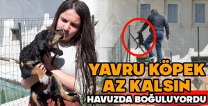 YAVRU KÖPEK AZ KALSIN HAVUZDA BOĞULUYORDU