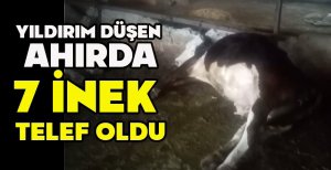 YILDIRIM DÜŞEN AHIRDA 7 İNEK TELEF OLDU