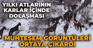 YILKI ATLARININ KARLAR İÇİNDE DOLAŞMASI MUHTEŞEM GÖRÜNTÜLERİ ORTAYA ÇIKARDI