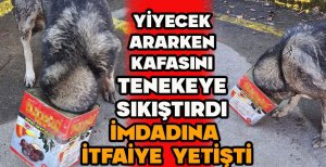 YİYECEK ARARKEN KAFASINI TENEKEYE SIKIŞTIRAN KÖPEĞİN YARDIMINA İTFAİYE YETİŞTİ