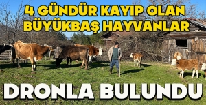 4 GÜNDÜR KAYIP OLAN BÜYÜKBAŞ HAYVANLAR DRONLA BULUNDU