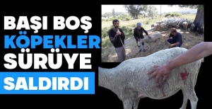 BAŞIBOŞ KÖPEKLER KOYUN SÜRÜSÜNE SALDIRDI....