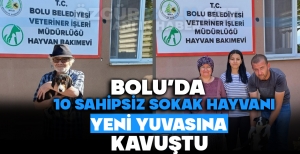 BOLU'DA 10 SAHİPSİZ SOKAK HAYVANI YENİ YUVASINA KAVUŞTU
