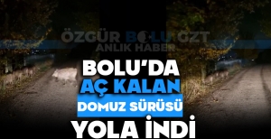 BOLU'DA AÇ KALAN DOMUZ SÜRÜSÜ YOLA İNDİ