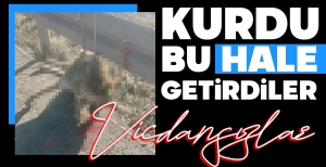 BOLU'DA AKILALMAZ OLAY... KURDU İPLE ASTILAR