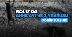BOLU'DA ANNE AYI VE 3 YAVRUSU GÖRÜNTÜLENDİ