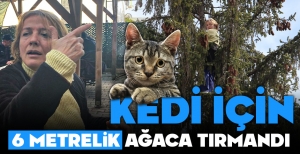 BOLU'DA BİR KADIN 6 METRELİK AĞACA TIRMANDI... KEDİ KURTARMA OPERASYONU