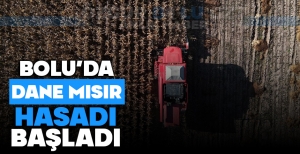 BOLU'DA DANE MISIR HASADI BAŞLADI