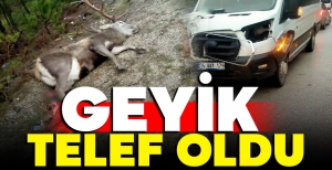 BOLU'DA MİNİBÜSÜN ÇARPTIĞI GEYİK TELEF OLDU