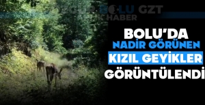 BOLU'DA NADİR GÖRÜLEN KIZIL GEYİKLER GÖRÜNTÜLENDİ