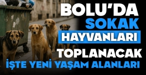 BOLU'DA SOKAK HAYVANLARI İÇİN YENİ YAŞAM ALANI OLUŞTURULDU