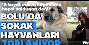 BOLU'DA SOKAK HAYVANLARI TOPLANIYOR...