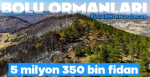BOLU'NUN ORMANLARI KÜLLERİNDEN YENİDEN DOĞACAK...
