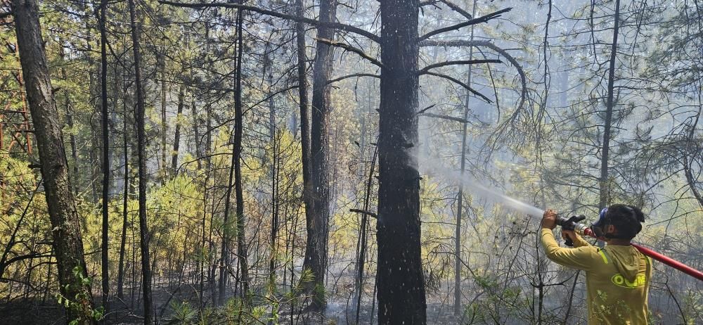 ALLAH KORUDU... YILIN İLK ORMAN YANGINI UCUZ ATLATILDI...